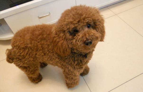 训练泰迪照顾宝宝,泰迪犬怎么训练才能听话呢