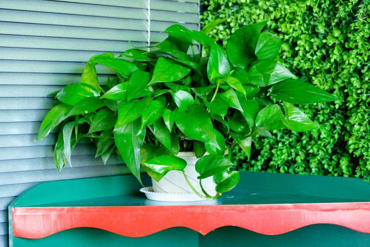 甲醛大家一直头疼的问题？你有办法去除吗？不妨试试我的办法？