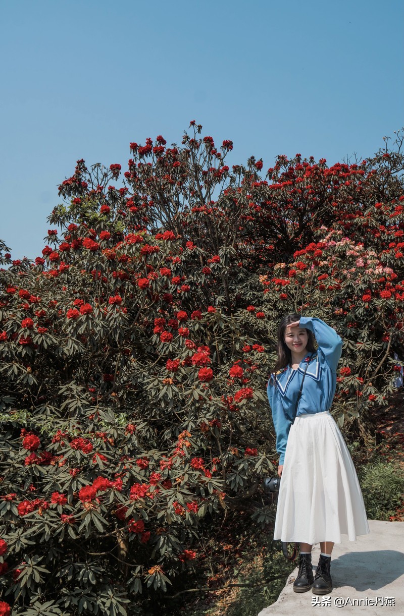 百里杜鹃花开如海,百里杜鹃百里盛开