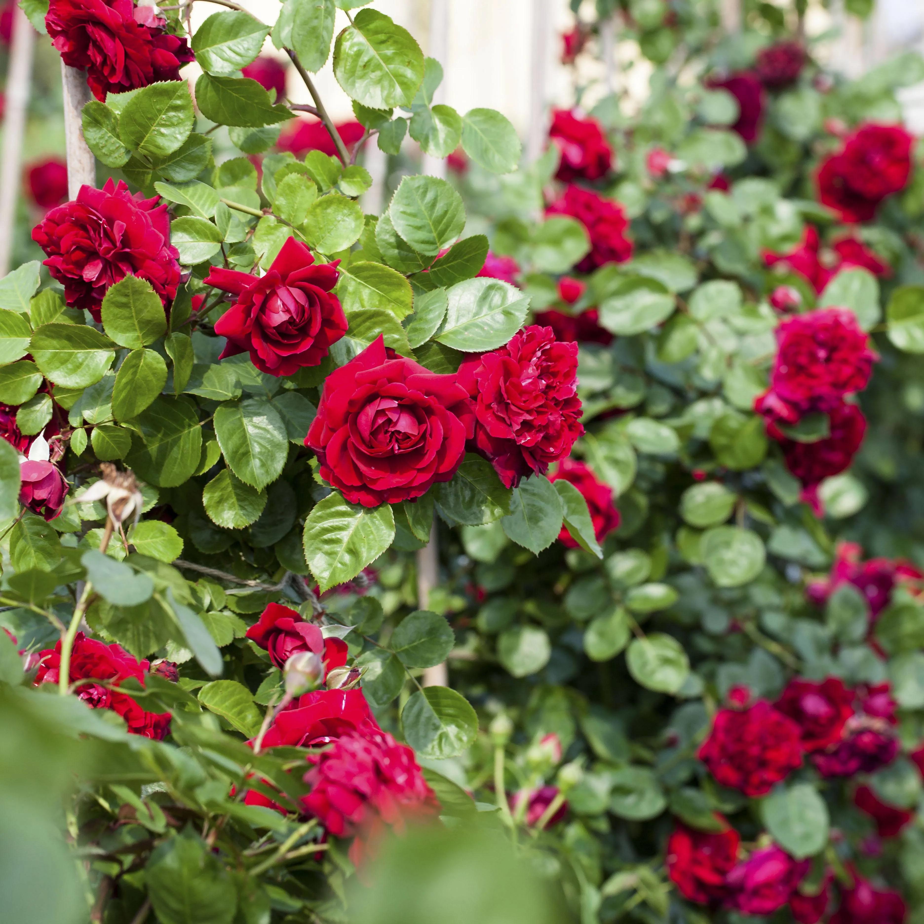 100种月季经典品种,100种经典月季品种