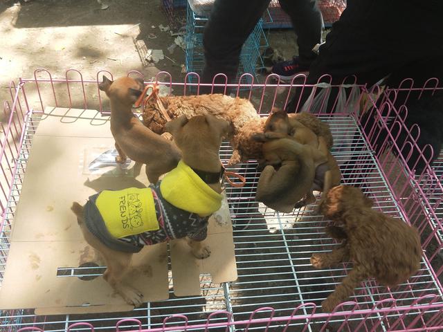 开封杨丰宠物市场最新价格信息,开封杨丰宠物市场现在开着吗