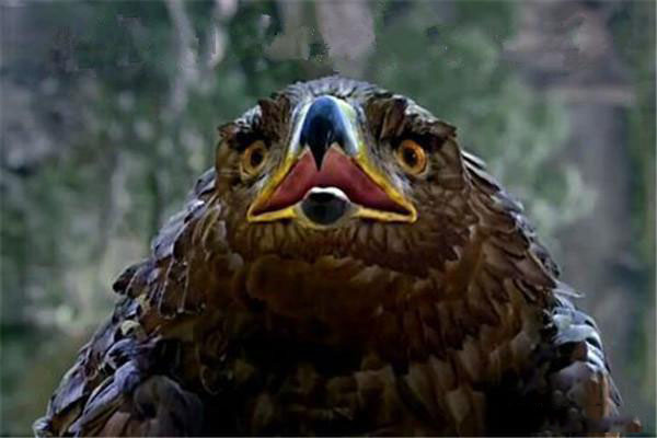 各版神雕侠侣中的大雕,神雕里面的雕结局