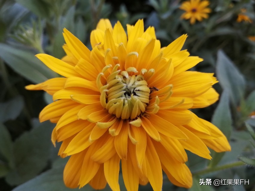 黑心金光菊和全缘金光菊的区别,黑心金光菊的观赏特性和园林用途