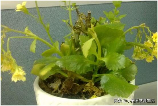 长寿花叶子一碰就掉怎么办,长寿花掉叶子怎么补救