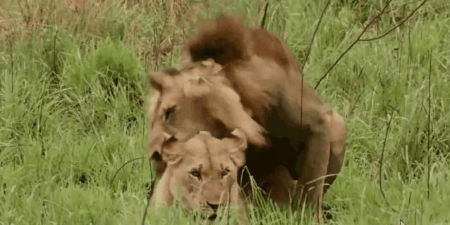 母狮一天发情40次,还追着公狮咬蛋蛋?根本不是这样啊....