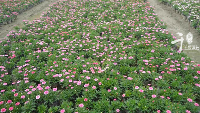 玛格丽特用什么花盆种比较好看,玛格丽特盆栽鲜花怎么醒花