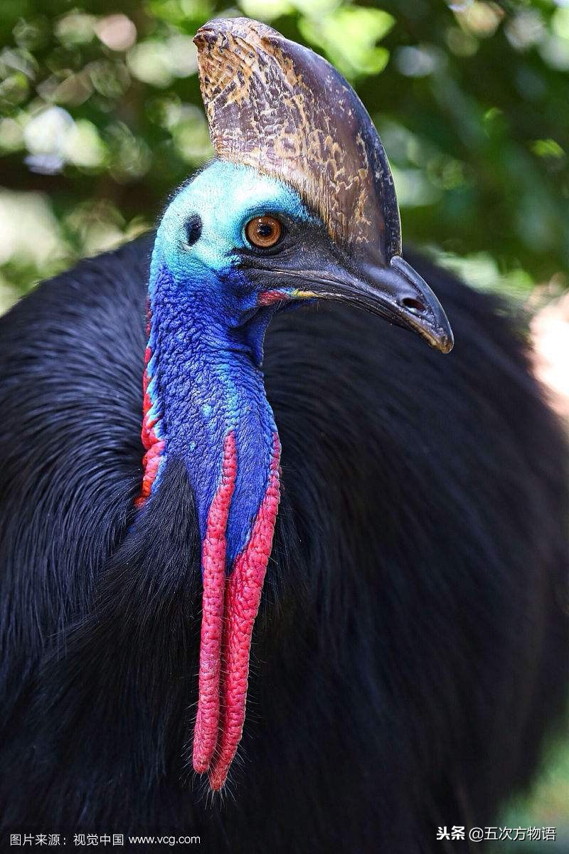 非洲鸵、澳洲鸵、美洲鸵和鹤鸵，傻傻分不清