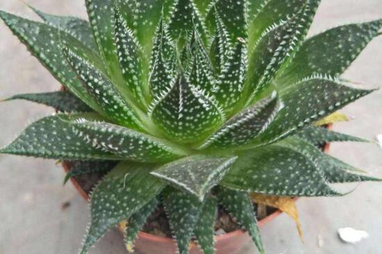 波露如何繁殖,波露叶片可以扦插繁殖吗