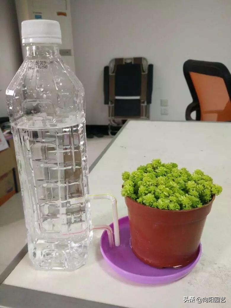 自制夏天自动浇水简易装置,自制室内无人自动浇水神器