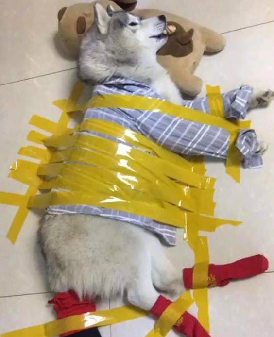 放下了七情六欲戴上金箍才能救你,带上金箍就不能有七情六欲了