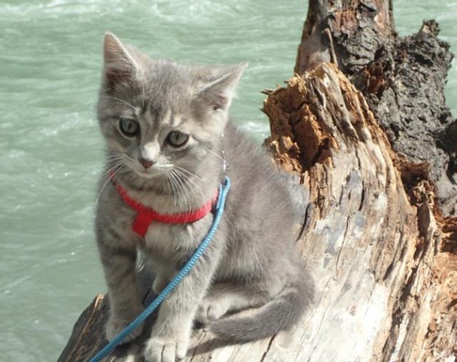 主人遛狗狗狗捡到流浪猫,主人和宠物狗在外散步碰到两只狗