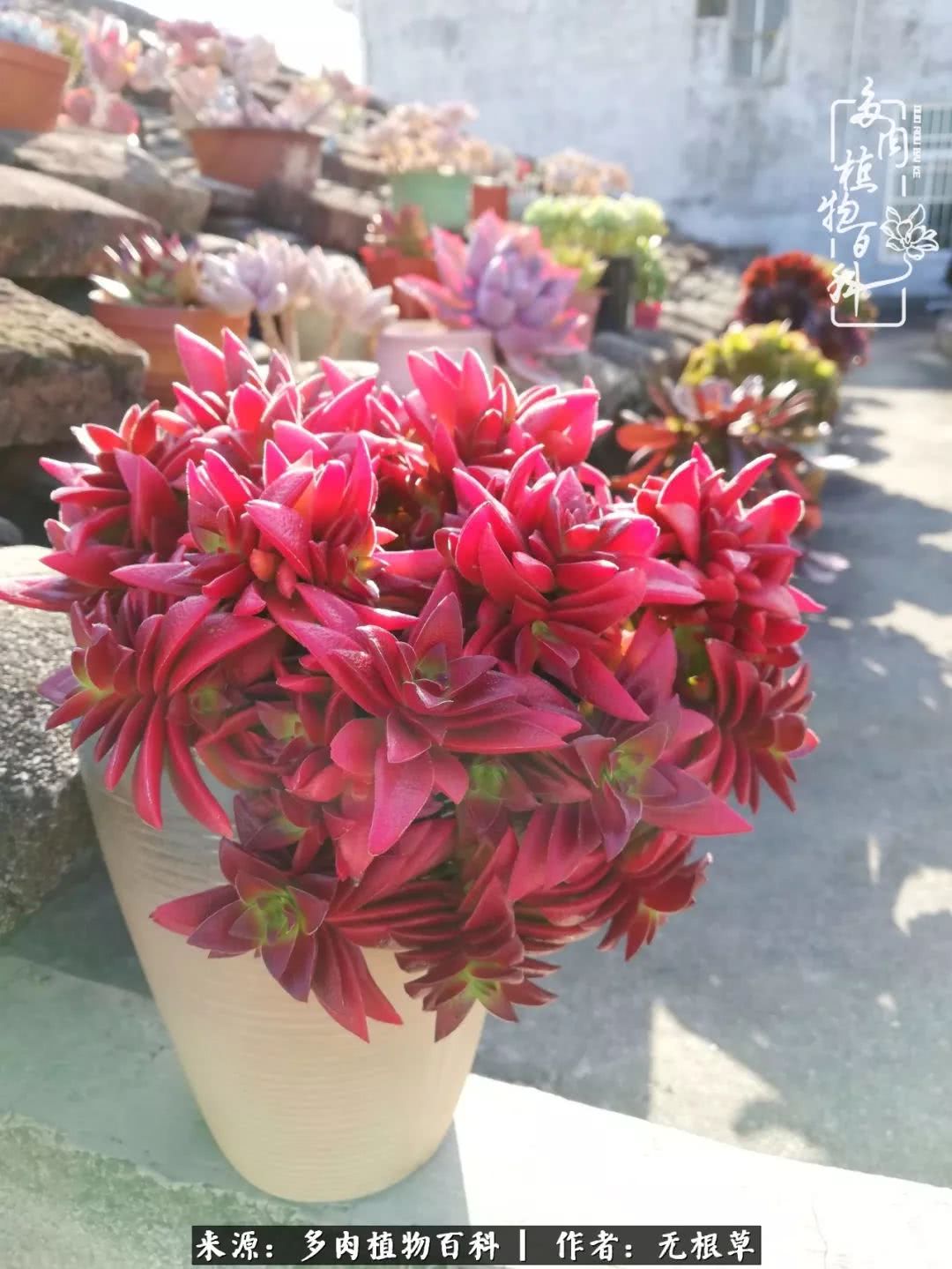 多肉寒冬中茁壮成长,多肉岁月的沉淀