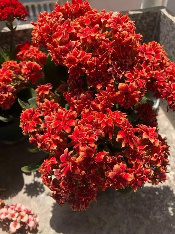 扦插的天竺葵黑腐了是什么原因,长寿花黑腐土壤怎么处理