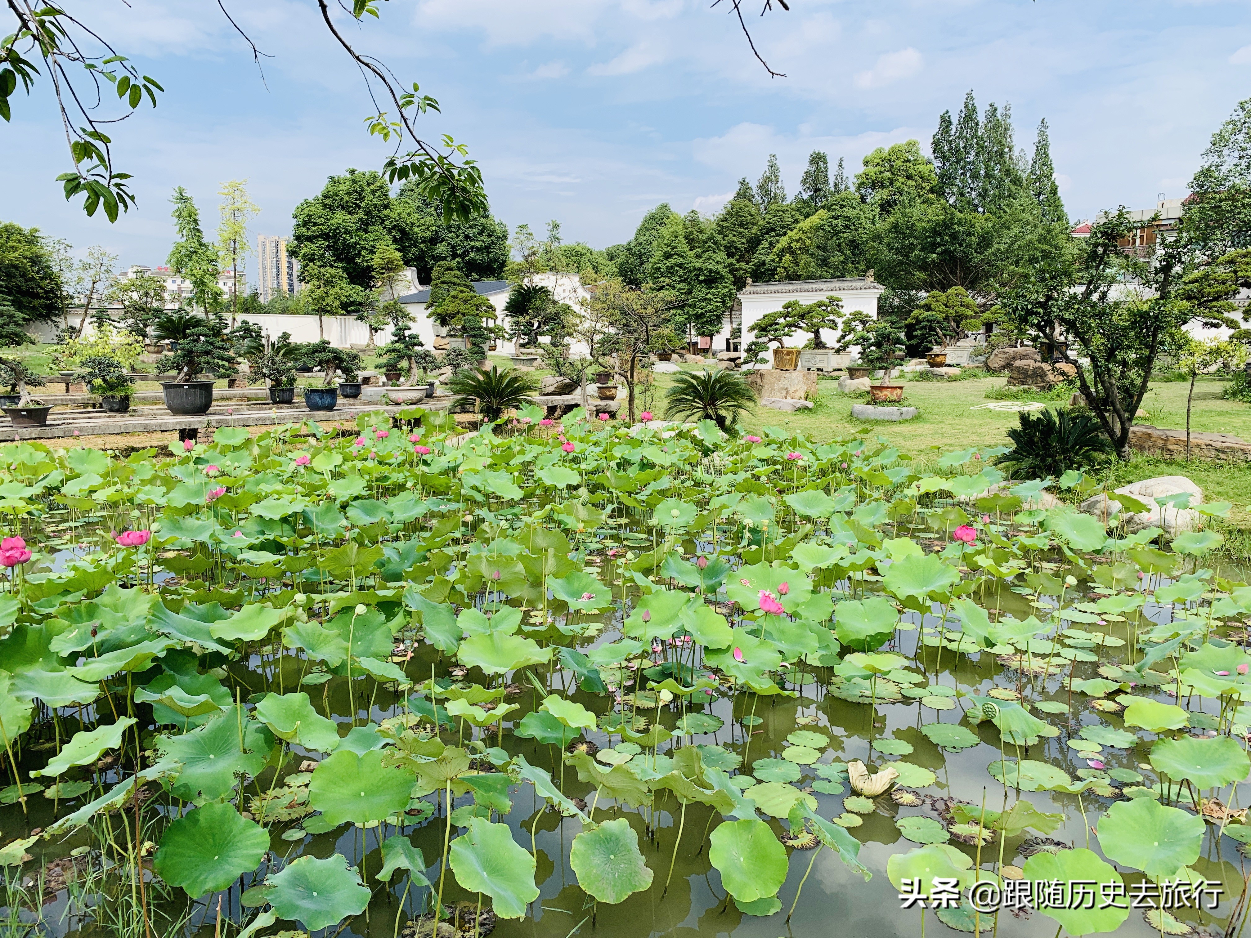成都苏州园林式豪华庭院别墅,成都藏在市区里的苏州园林