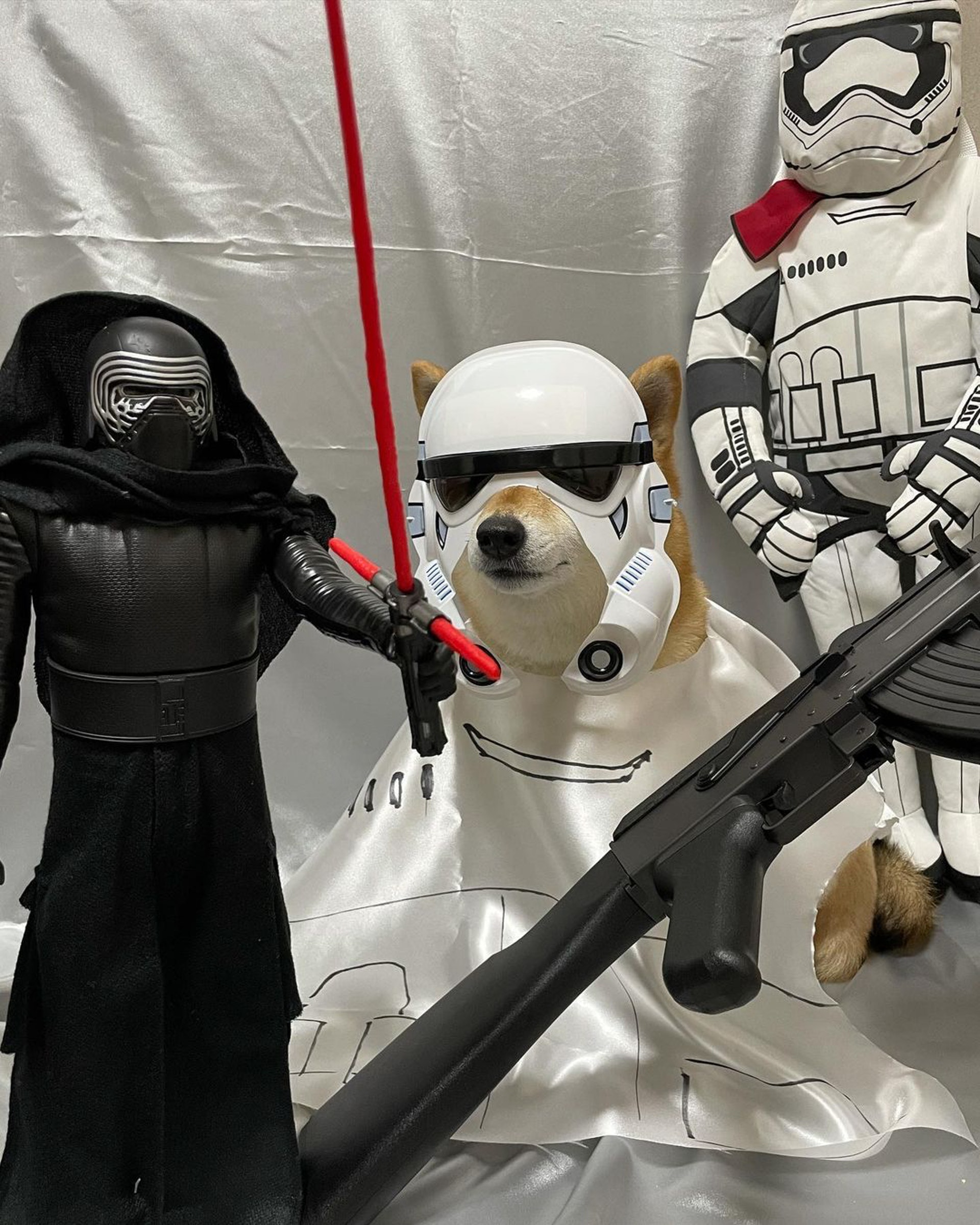 被砖头压住了!影帝柴犬超入戏25个连自己也骗倒的瞬间