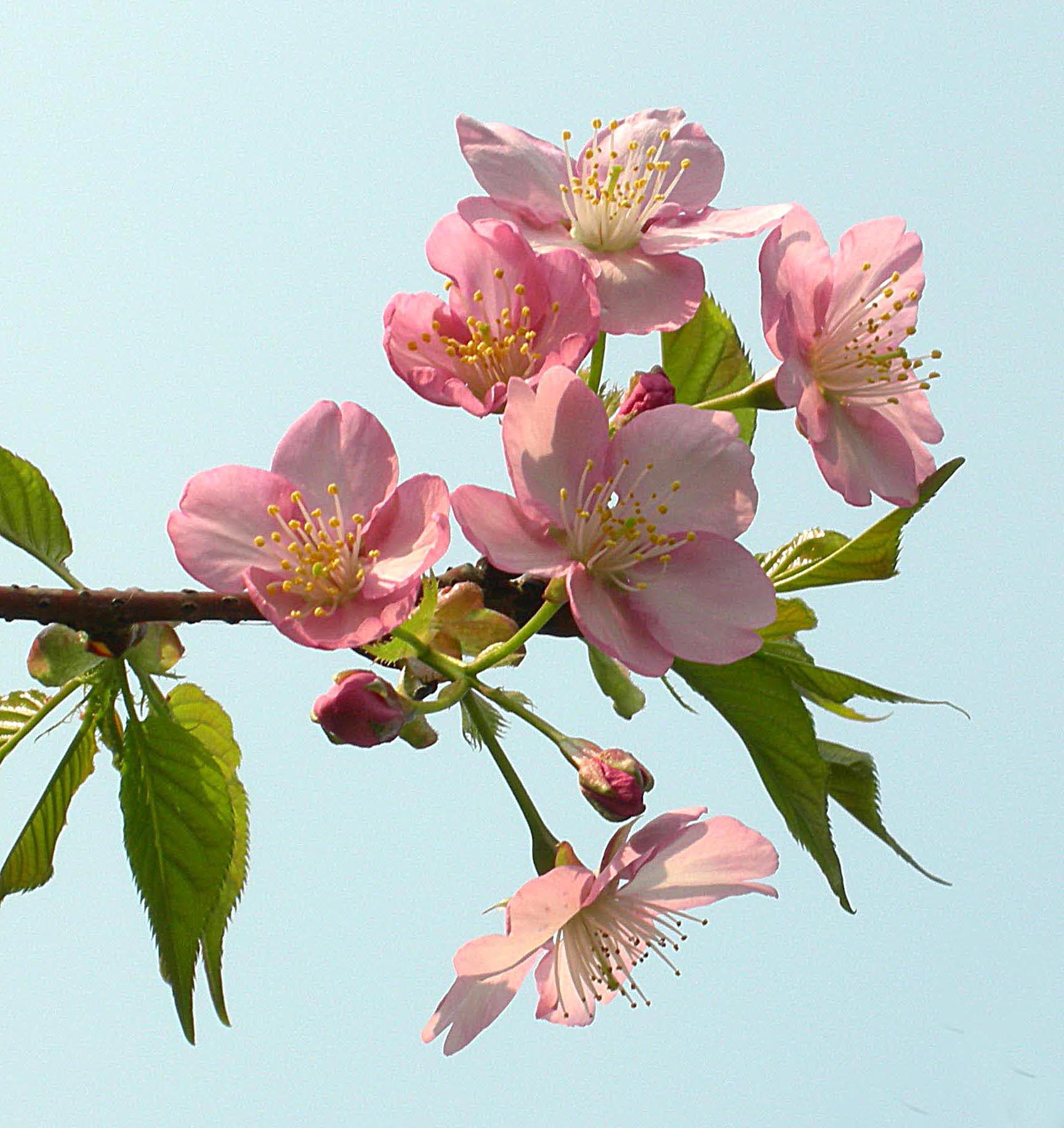 一年一度的樱花大赏,一年一度赏樱花季节又到了