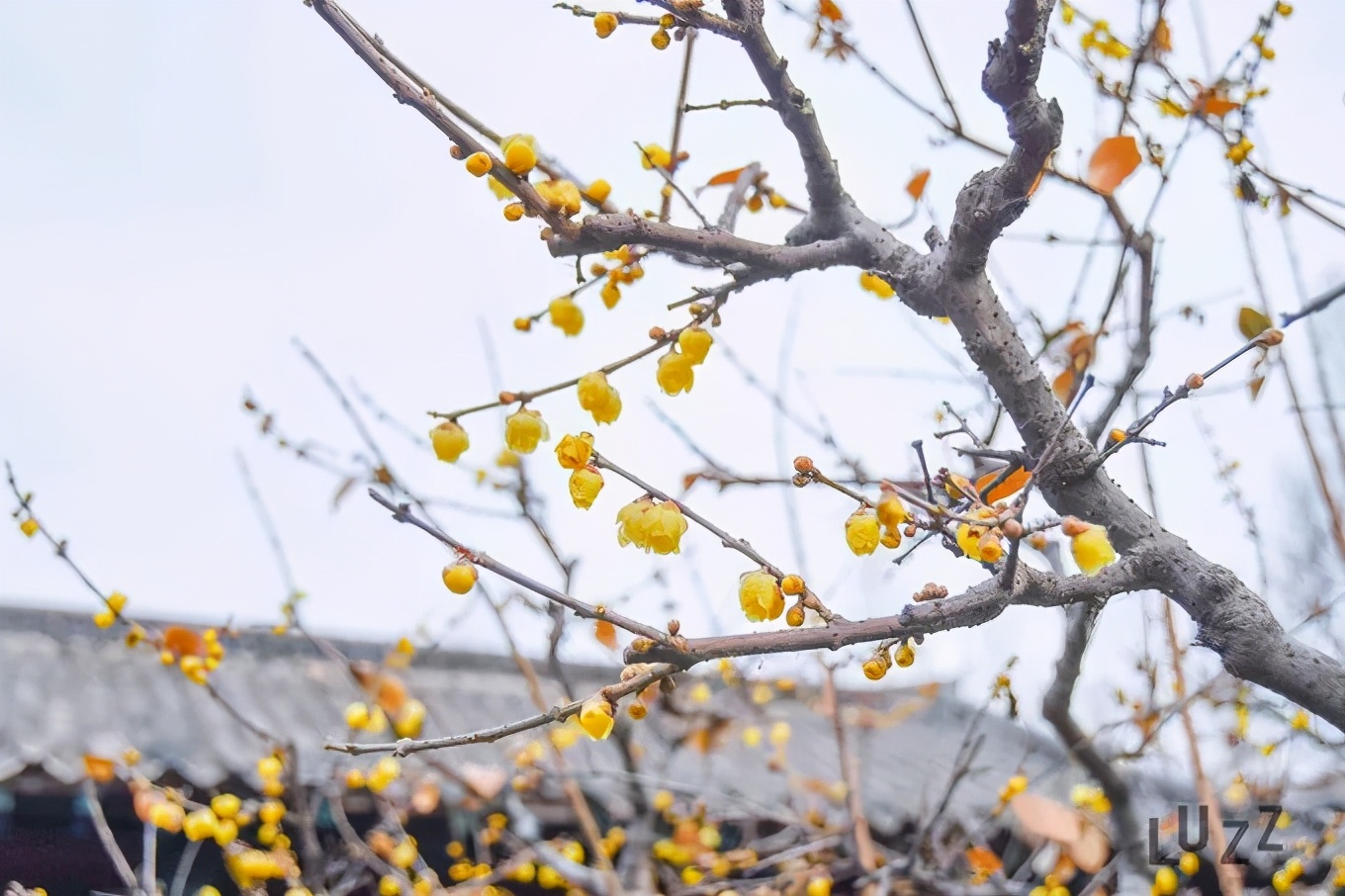 春天里最美的花儿，语文课本上的天下第一……一定要带孩子来