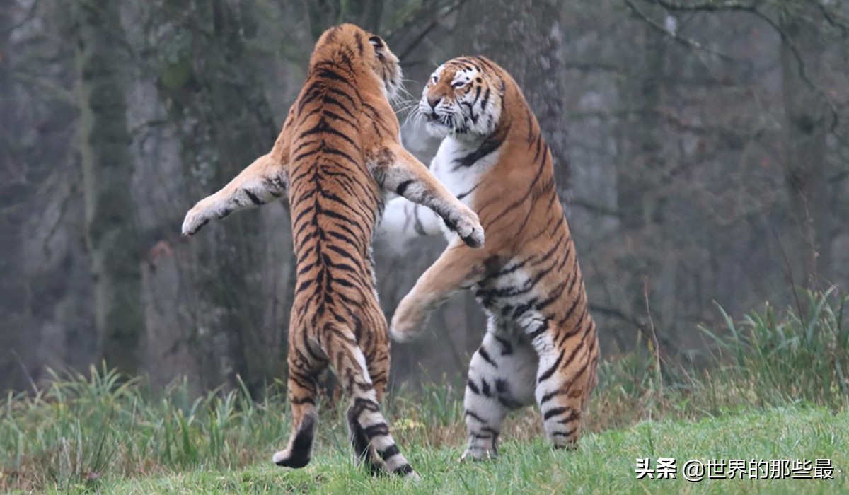 老虎真的比狮子强大吗,老虎和狮子谁是百兽之王