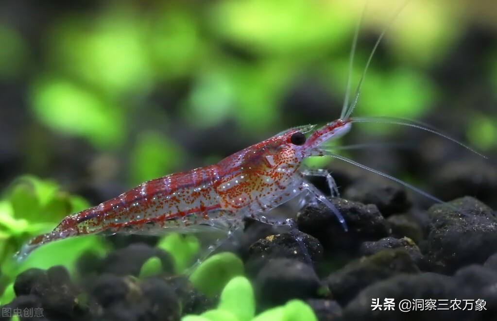 观赏虾的养法和技巧,观赏虾怎么养才能活得长久