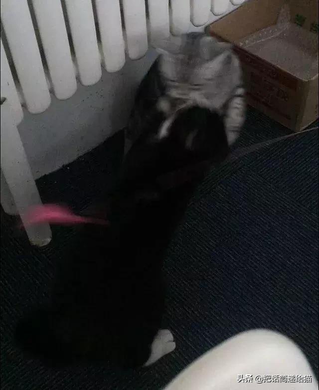 猫故事集,猫故事完整版