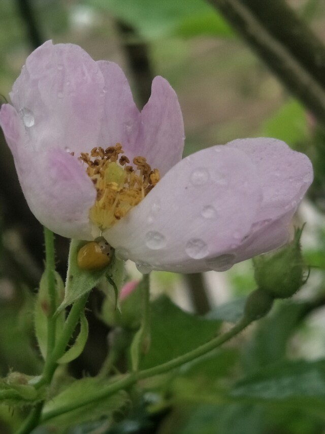 野外的石头能捡回家吗,野外的水烧开了能喝吗