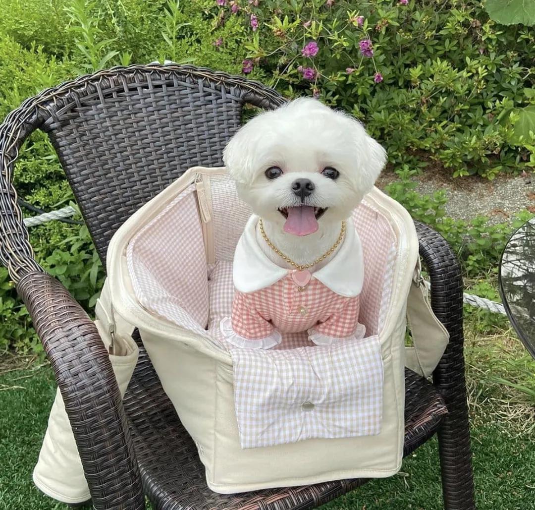 萌犬犬种,萌犬二十种名称