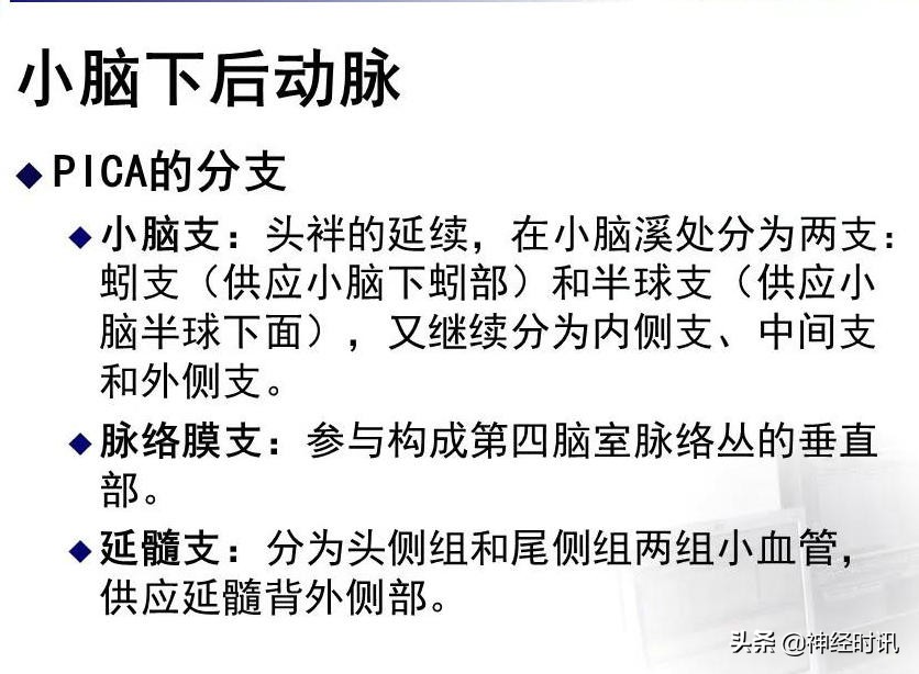 脑动脉解剖学讲解,脑膜中动脉解剖讲解