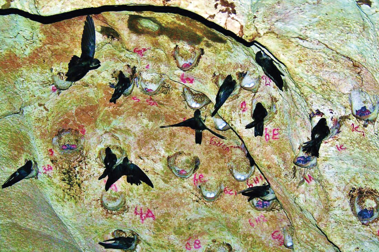 都是燕窝惹的祸?爪哇金丝燕:飞得快不如被团灭快