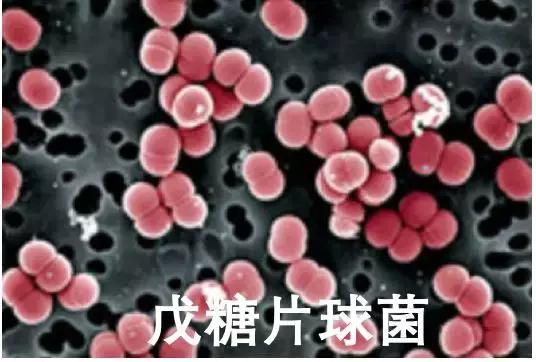 优始益生菌,优始