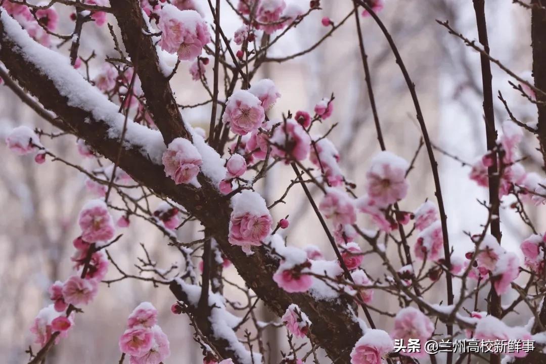 兰财校花,高校校花青春来袭你pick哪一款