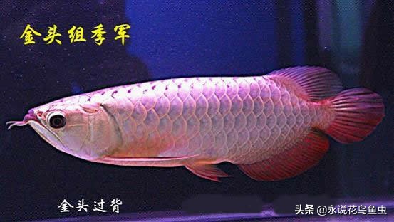 观赏龙鱼图片欣赏,观赏鱼欣赏龙鱼