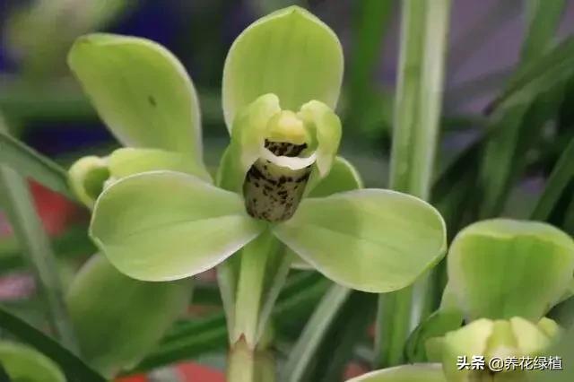 春兰怎么养又粗又好看,春兰哪种好养