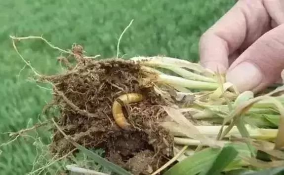 蔬菜害虫防治大全,蔬菜害虫最佳防治方法