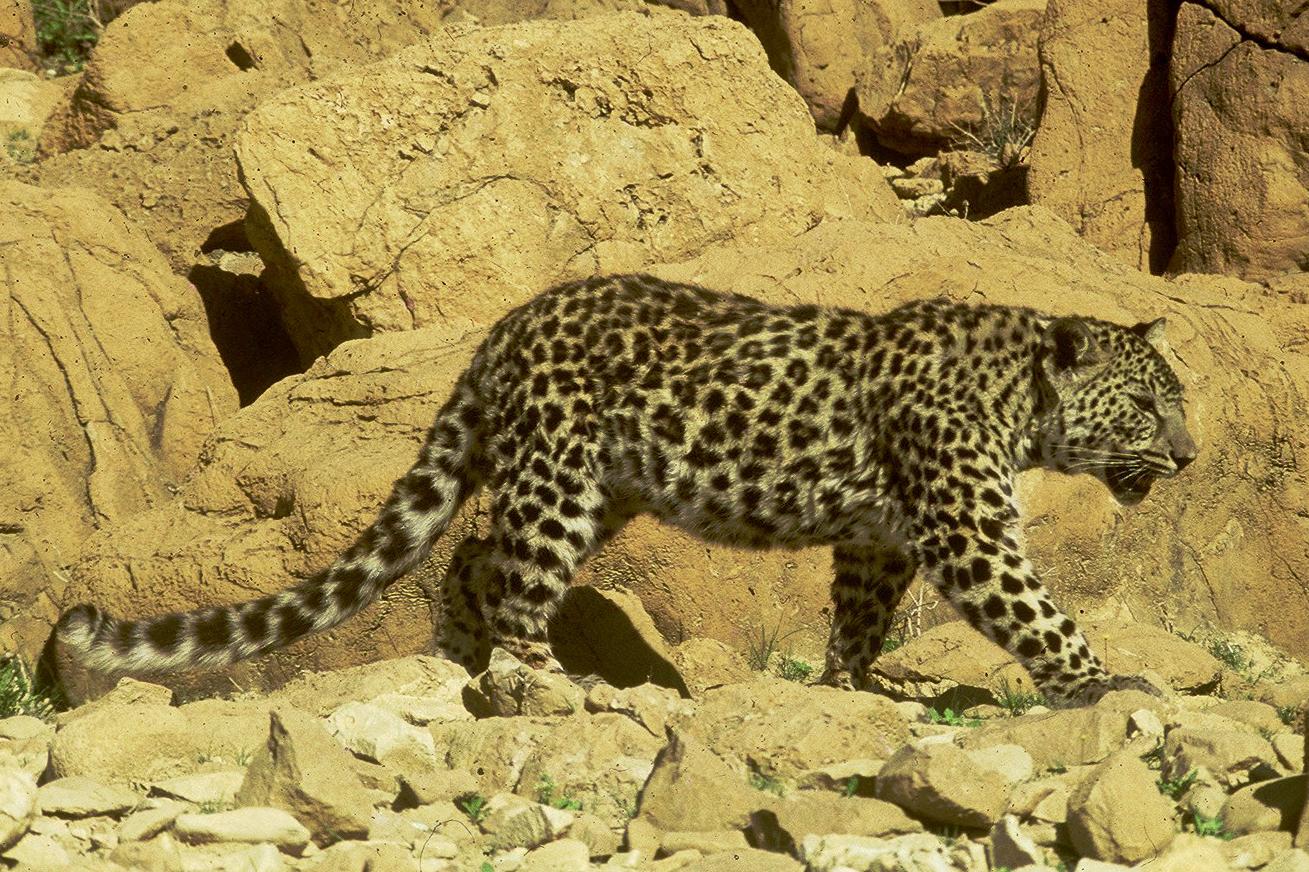 云南的豹是什么亚种,最小的豹亚种