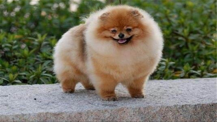 狗狗身上长小肉疙瘩是什么,狗狗长狗癣正常吗