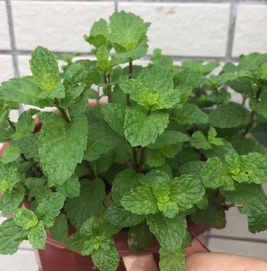 薄荷水培烂根怎么办,薄荷泡水里烂根怎么办