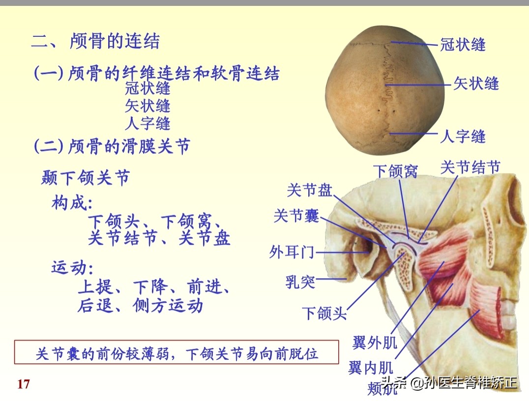 人体解剖学课件ppt,人体解剖学关节学