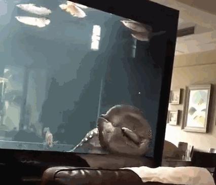 龙鱼吃活食怎么处理,龙鱼吃了异物怎么办