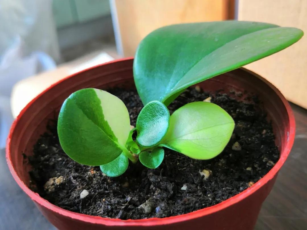 扦插花的养殖方法和技巧,养花扦插有妙招多肉