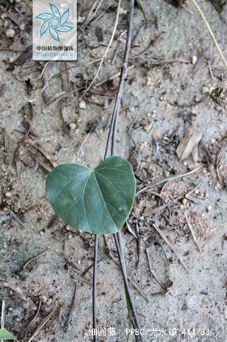 黑风散介绍,少林黑风散膏药