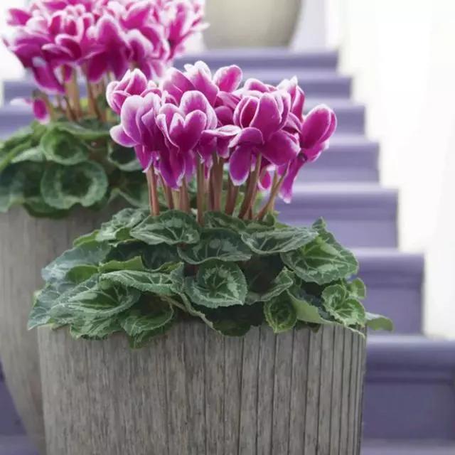 过年家里摆什么植物好,家里过年要摆几样水果