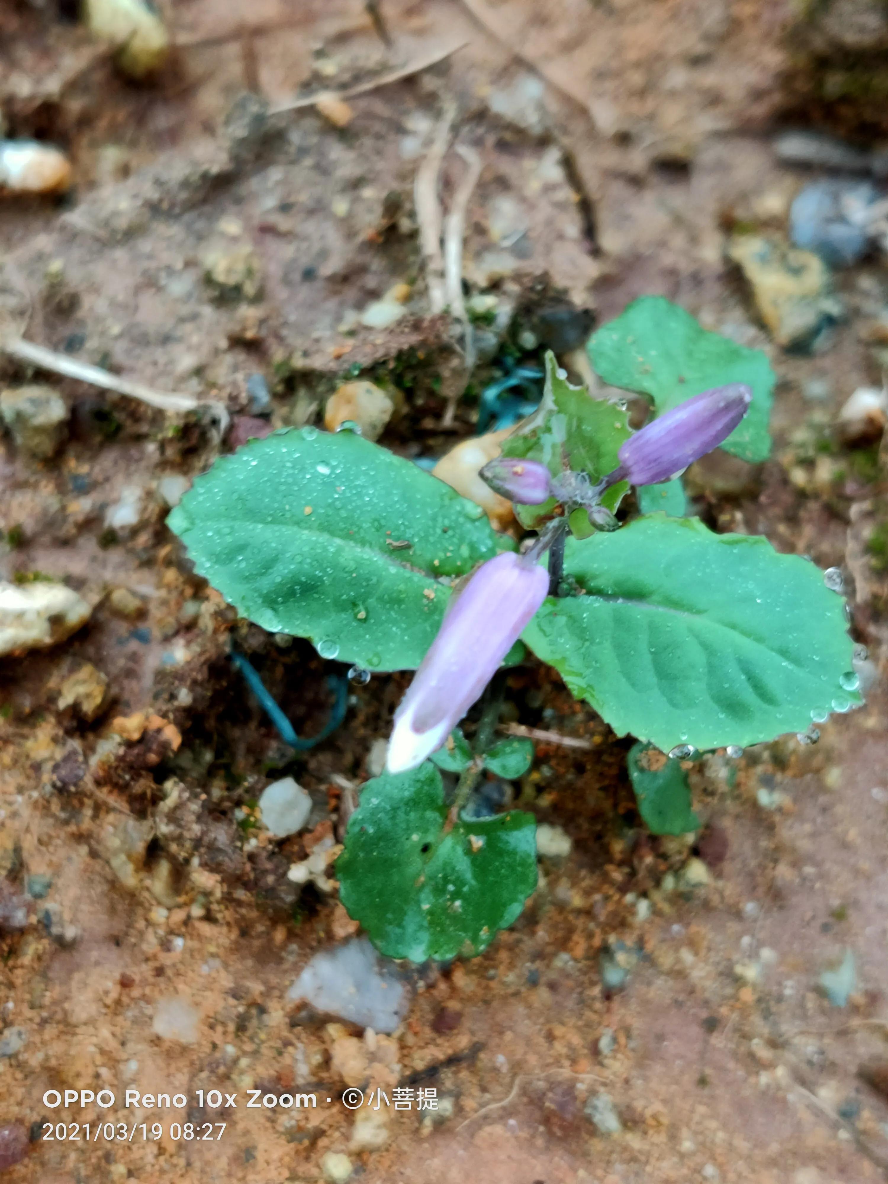 这种植物为成就蜀国屡次北伐功不可没
