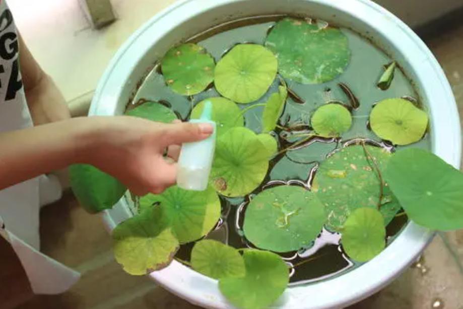 睡莲养护方法教程图解简易,怎么才能让水养睡莲开花