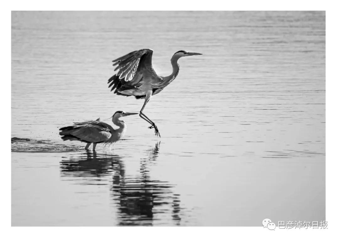 磴口南湖的苍鹭“斗舞”了,大家快来看