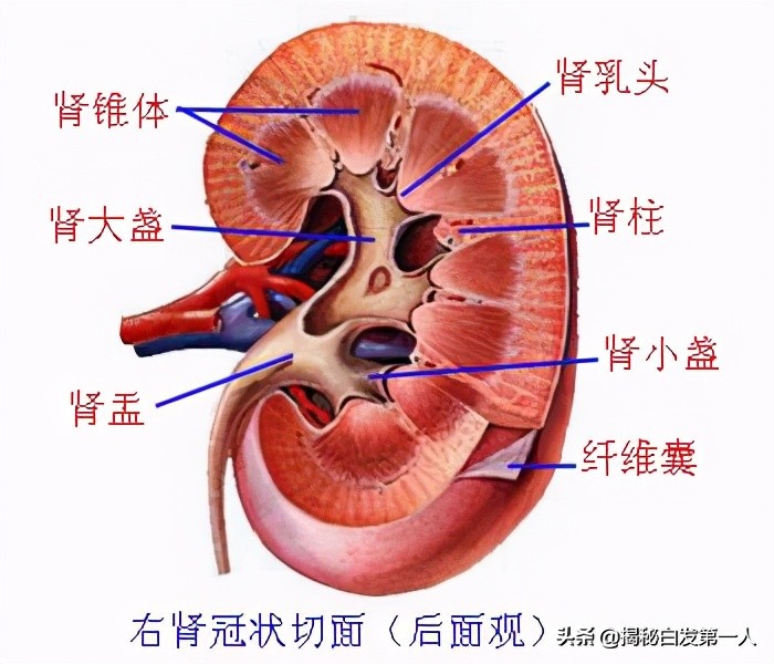 人工肾kidney,为什么kidney是肾脏