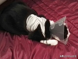 厨房是猫咪的修罗场，随便一项就能重伤