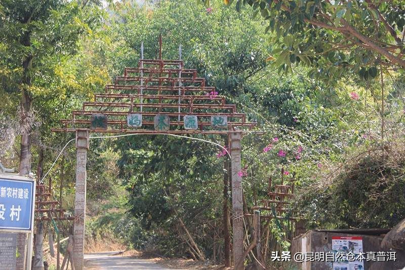 果香浓郁、茶汤柔顺——拔玛，南糯山最好的茶