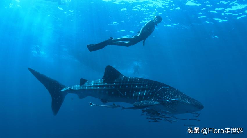 十大潜水胜地斯米兰,世界十大潜水圣地斯米兰
