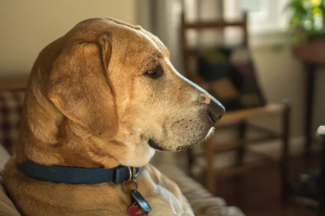 分离焦虑的狗狗怎样纠正,主人对狗狗有分离焦虑症