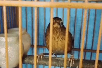 莆田画眉鸟事件,男子捕捉鸟类被逮捕